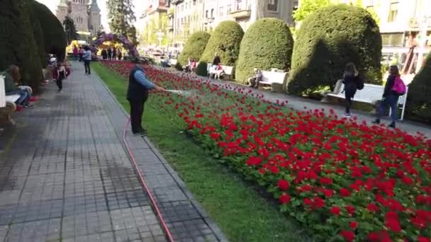 Тимисоара Румыния Апреля 2019 Года Площадь Победы Красивые Цветочные Украшения — стоковое видео