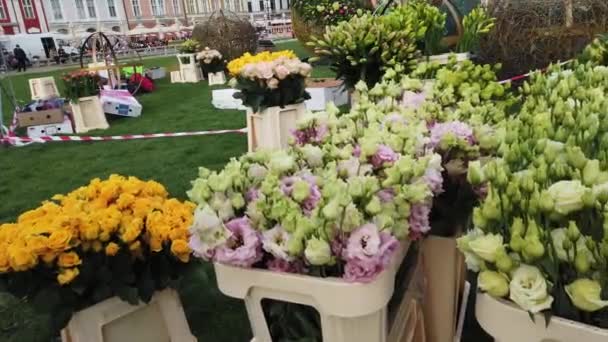 Timisoara Roemenië April 2019 Overwinningsplein Mooie Bloemdecoraties Het Internationale Bloemenfestival — Stockvideo