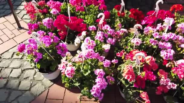 Hermosas Decoraciones Flores Festival Internacional Flores Timfloralis Timisoara Rumania Europa — Vídeo de stock