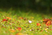 Crocus flower in the park in autumn season