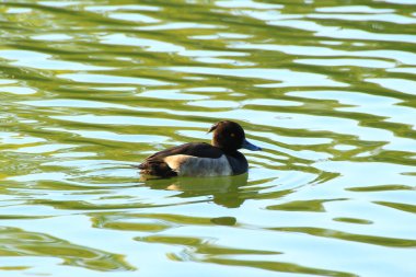 Almanya 'da Danube nehrinin yakınındaki gölde vahşi ördekler