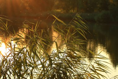 Tuna Nehri manzarası ve bitki örtüsü altın saat günbatımında