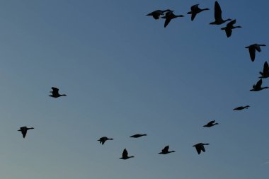 Regensburg, Almanya: Tuna nehrinin kıyısında yaban kazı yüzüyor