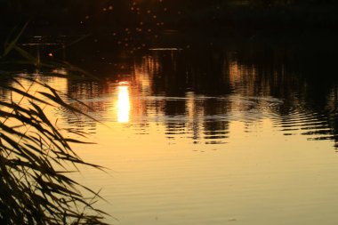 Tuna Nehri manzarası ve bitki örtüsü altın saat günbatımında