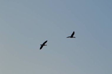 Regensburg, Almanya: Tuna nehrinin kıyısında yaban kazı yüzüyor