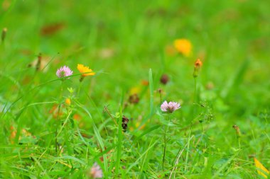yeşil çimenler ve bitkiler tarlada