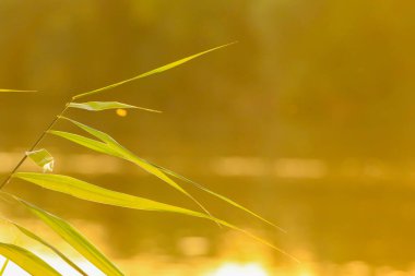 Gün batımında nehir kenarında çimenler ve yapraklar.