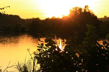 Gün batımında nehir kenarında çimenler ve yapraklar.
