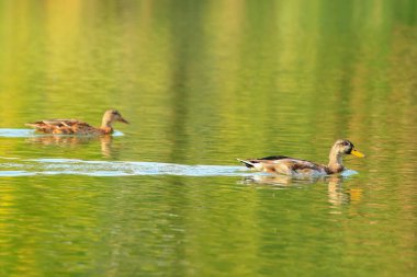 Almanya 'da Danube nehrinin yakınındaki gölde vahşi ördekler