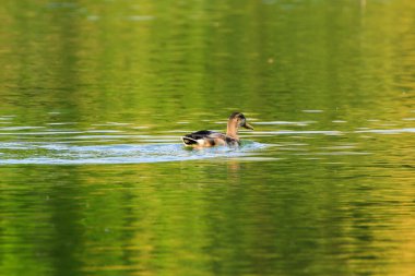 Almanya 'da Danube nehrinin yakınındaki gölde vahşi ördekler