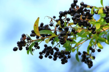 Nehrin yakınındaki ormanda yabani dutlar
