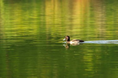 Almanya 'da Danube nehrinin yakınındaki gölde vahşi ördekler
