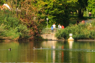 Almanya 'da Danube nehrinin yakınındaki gölde vahşi ördekler