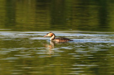Tuna nehrinde yüzen büyük ibikli kuş.