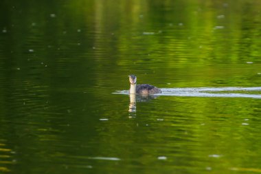 Tuna nehrinde yüzen büyük ibikli kuş.