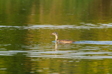 Tuna nehrinde yüzen büyük ibikli kuş.