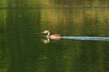 Tuna nehrinde yüzen büyük ibikli kuş.