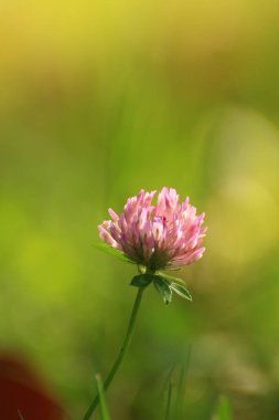 Sonbahar mevsiminde tarlada ot ve bitki örtüsü