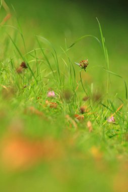 Sonbahar mevsiminde tarlada ot ve bitki örtüsü