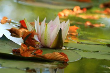Su zambaklarının resimli yaprakları ve göldeki akçaağaç yaprakları, sonbahar mevsimi, sonbahar arkaplanı