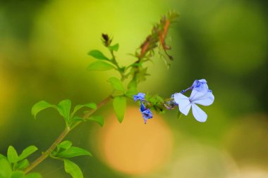 Parktaki mavi çiçek