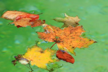 Ekim Sonbahar Akçaağaç Yaprağı suda yüzüyor