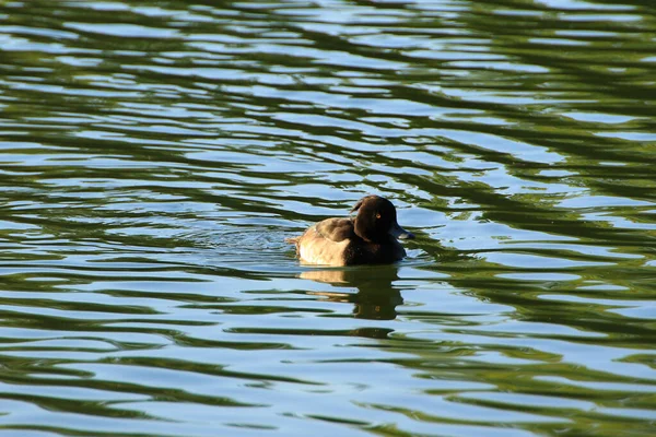 Wild Ducks Lake Danube River Germany — Stock Photo, Image