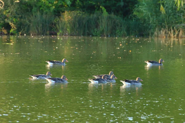 Canards Sauvages Sur Lac Près Danube Allemagne — Photo