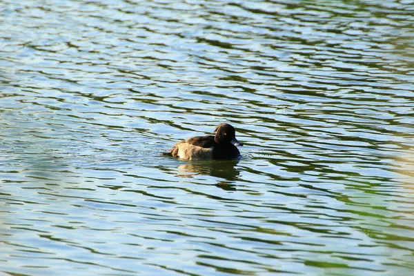 Wildenten Auf Dem See Nahe Der Donau Deutschland — Stockfoto