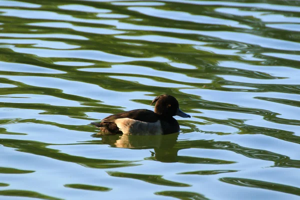 Wildenten Auf Dem See Nahe Der Donau Deutschland — Stockfoto