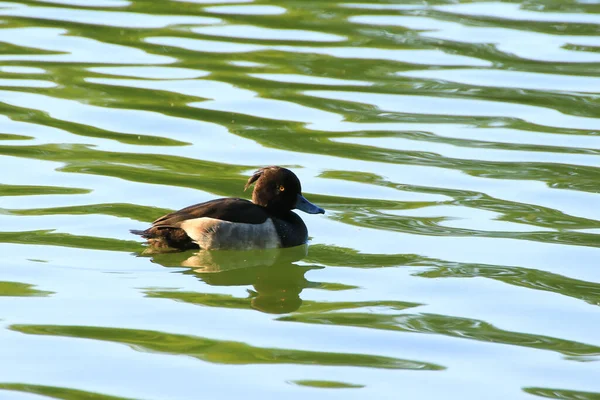 Patos Salvajes Lago Cerca Del Río Danubio Alemania —  Fotos de Stock