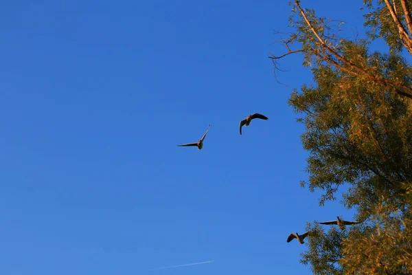 레겐스부르크 다뉴브강 근처에서 날아다니는 — 스톡 사진