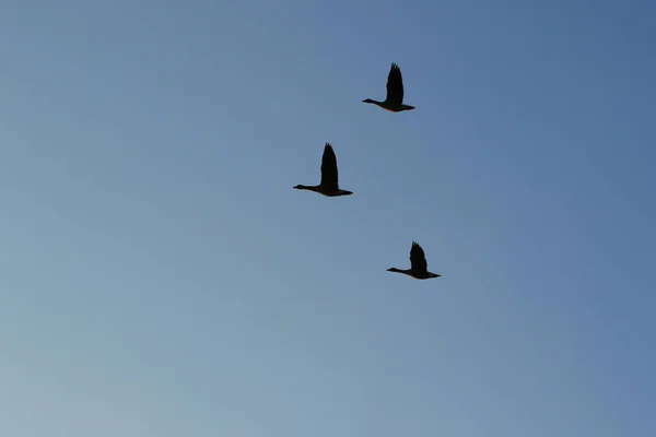 Regensburg Germany Wild Goose Flaying Danube Water Stream — Stock Photo, Image