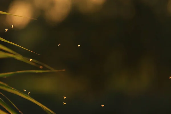 Рой Коскітос Літає Під Час Заходу Сонця — стокове фото