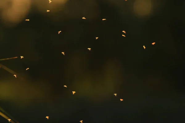 Szúnyogok Napnyugtakor Repülnek — Stock Fotó