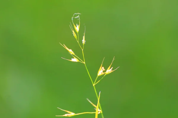 Zelená Tráva Vegetace Poli — Stock fotografie