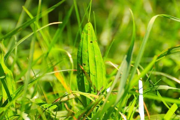 Grönt Gräs Och Vegetation Fältet — Stockfoto