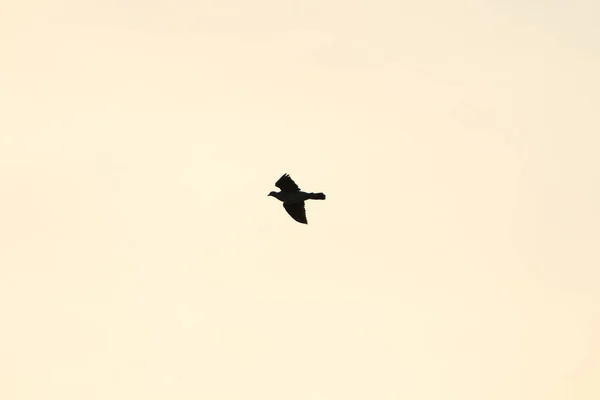 Vogelsilhouet Tijdens Vlucht Bij Zonsondergang — Stockfoto