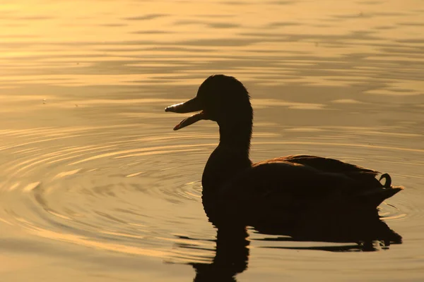 Oie Sauvage Flotte Dans Lac Soir Tandis Que Lumière Dorée — Photo