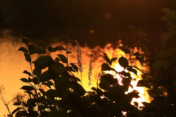 Trawa Liście Sylwetka Zachodzie Słońca Pobliżu Rzeki — Zdjęcie stockowe