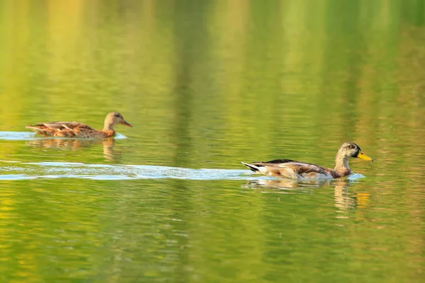 Wild Ducks Lake Danube River Germany — Stock Photo, Image