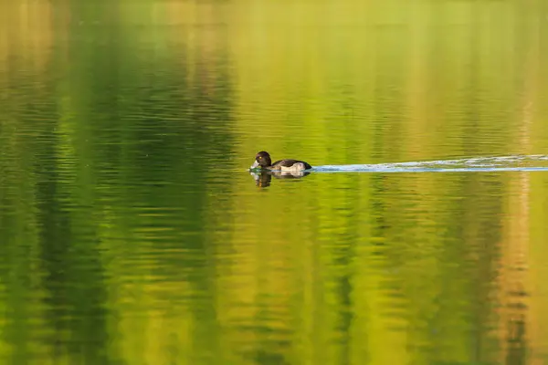 Patos Selvagens Lago Perto Rio Danúbio Alemanha — Fotografia de Stock