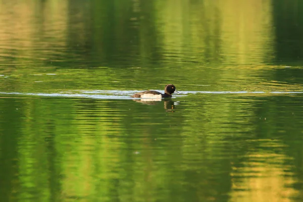 Patos Salvajes Lago Cerca Del Río Danubio Alemania — Foto de Stock