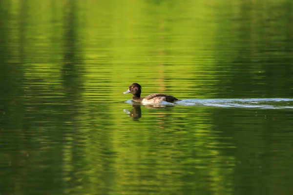 Wild Ducks Lake Danube River Germany — Stock Photo, Image