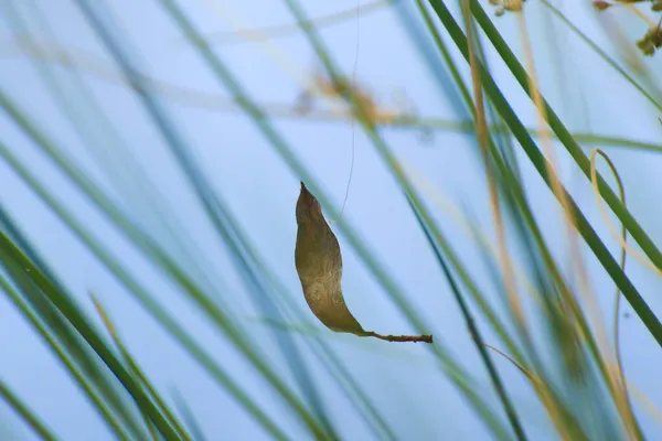 Dried Brown Autumn Leaf Floating Vegetation — Stock Photo, Image