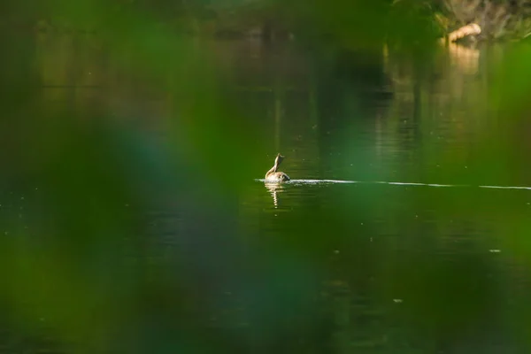 Stor Kråka Kråka Fågel Flyter Donau Floden — Stockfoto
