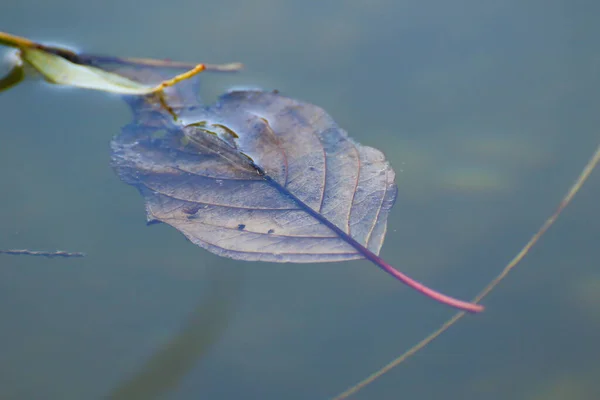 Żółty Liść Unoszący Się Wodzie Pobliżu Strumienia Rzeki — Zdjęcie stockowe