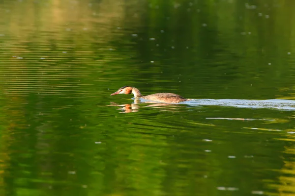 Grande Uccello Crestato Del Grebe Galleggiante Sul Fiume Danubio — Foto Stock