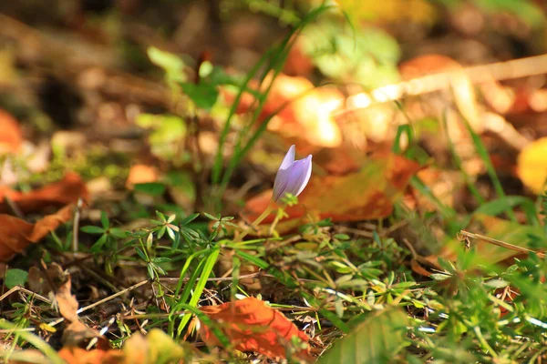 Krokus Kwiat Parku Jesienią Sezonu — Zdjęcie stockowe