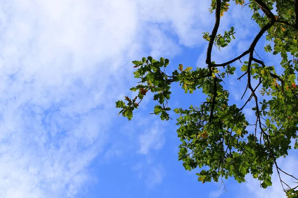 Ramas Árbol Con Fondo Cielo Azul — Foto de Stock